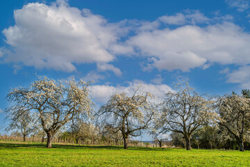 Fototapeta na wymiar Blooming cherry trees under a white-blue sky in Frauenstein - Germany in the Rheingau