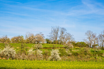 Blooming cherry trees under a white-blue sky in Frauenstein - Germany in the Rheingau