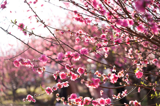 The blooming pink peach blossoms in the forest park.