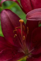 Lily flower