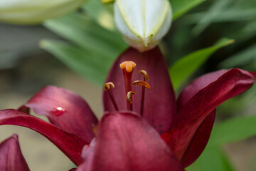 Lily flower