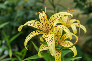 Lily flower