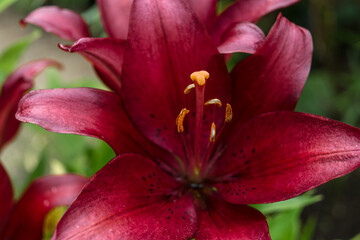Lily flower