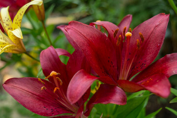 Lily flower