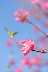 The blooming pink peach blossoms in the forest park.