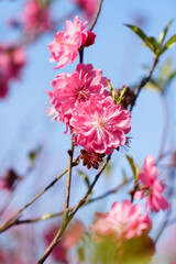 The blooming pink peach blossoms in the forest park.