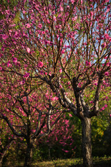Fototapeta premium The blooming pink peach blossoms in the forest park.