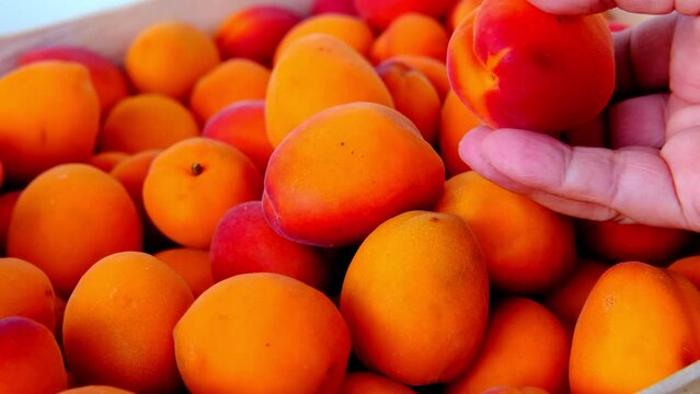 fresh juice fruit, ripe apricots, Prunus armeniaca in female hand, concept of healthy eating, vegan diet, raw, healthy food, benefits of carotenoids, antioxidants dried apricot production