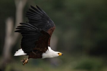 fish eagle in natural conditions on a lake in flight with fish on a sunny day in kenya