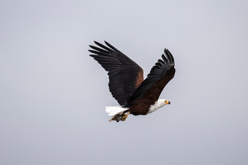 Obraz premium fish eagle in natural conditions on a lake in flight with fish on a sunny day in kenya