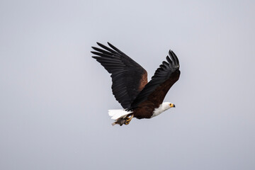 fish eagle in natural conditions on a lake in flight with fish on a sunny day in kenya