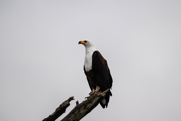 fish eagle in natural conditions on a lake watching its prey on a sunny day in kenya