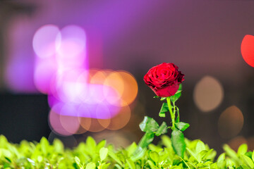 Abstract video background of red roses The light that hits has beautiful bokeh, and the blur of the...