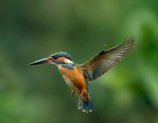flying kingfisher in jungle