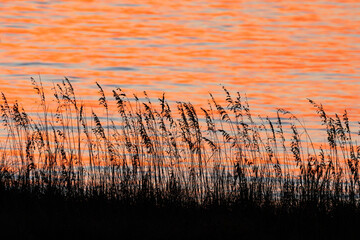 Silhouetted Sea Oats on the Beach at Sunrise