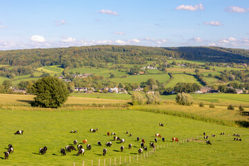 Fototapeta na wymiar Summer landscape, Terrain hilly countryside of Zuid-Limburg, Galloway cattle breed nibbling fresh grass on the green meadow, Epen is a village in the southern, Dutch province of Limburg, Netherlands.