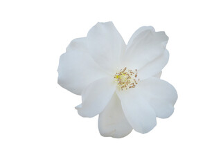 Fototapeta na wymiar white flower isolated on transparent background cutout aster, daisy
