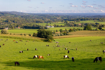 Fototapeta na wymiar Summer landscape, Terrain hilly countryside of Zuid-Limburg, Galloway cattle breed nibbling fresh grass on the green meadow, Epen is a village in the southern, Dutch province of Limburg, Netherlands.