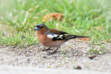 Eurasian chaffinch on the grass feeding seeds