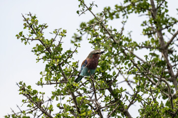 lilac-breasted roller in natural conditions in the forest on a sunny day in kenya