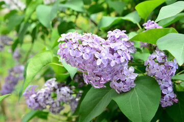 Obraz premium blooming common lilac bush covered with clusters of purple flowers 