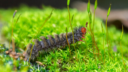 Handmaiden moth caterpillar, Amata Mestralii, feeding on Star Moss, Syntrichia Ruralis