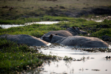 View of the hippos at the riverside in Chobe National Park, Botswana