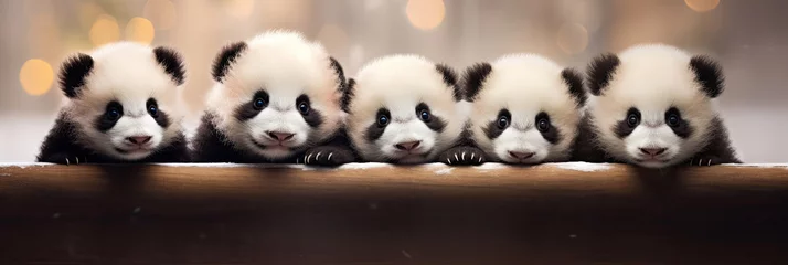 Foto auf Acrylglas Holiday banner with cute panda bears. Group of pandas above wooden banner looking at camera. World wildlife day or National panda day banner. © ita_tinta_