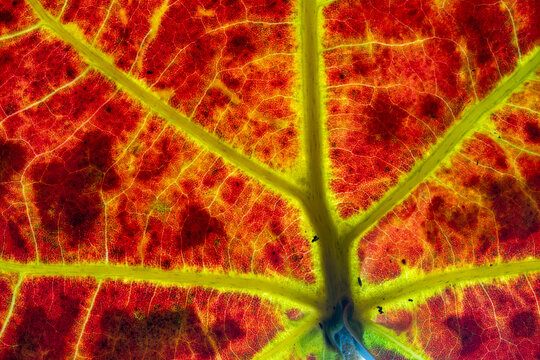 Coccoloba uvifera, sea grape, Seagrape, a detail view of the structure of the leaf under a macro lens