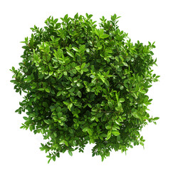 Fototapeta premium Top view of dense green foliage tree, isolated on white background