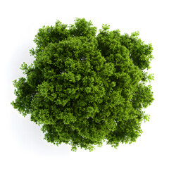 Fototapeta premium Top view of dense green foliage tree, isolated on white background
