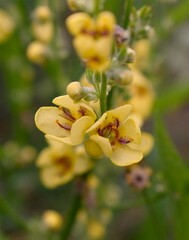 Macro de fleurs et boutons de fleurs jaunes de Molène de Chaix, Nettle-leaved Mullein (vesbascum chaixii) dans la nature.