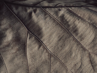 Dry teak leaf texture for abstract background, natural truth.   