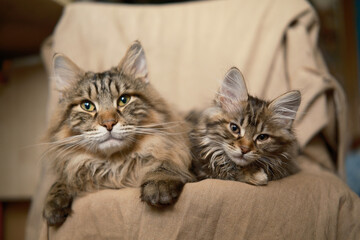 Sweet beautiful Domestic animals, pet. close up. Grey kitten striped domestic kitty lying with Dad cat 