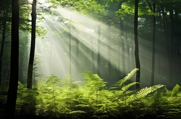 Fototapeten Majestic sunbeams illuminate a lush green forest with ferns and tall trees © Robert Kneschke