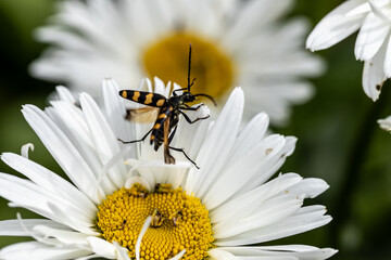 Plagionotus arcuatus, striped longhorned beetle close-up on chamomile flower