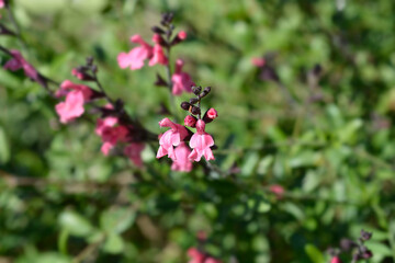 Baby sage pink flowers