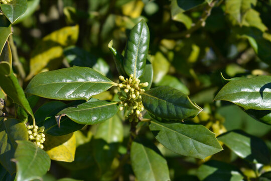 Holly Nellie R. Stevens branch with flower buds