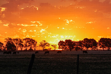 silhouettes of cows and trees in golden hour of sunset