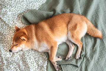 Cute red Shiba inu dog is sleeping on the bed in the bedroom