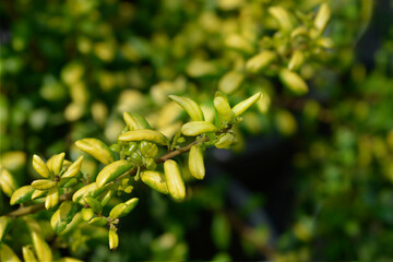Box-leaved holly branch