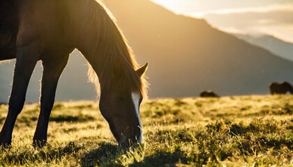 wild horse grazing backlit