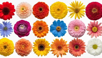 big collection of various head flowers orange yellow pink blue and red isolated on white background perfectly retouched full depth of field on the photo top view flat lay - obrazy, fototapety, plakaty