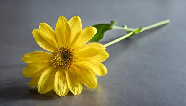 beautiful yellow flower on a gray background