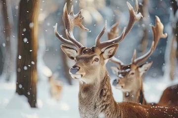 Fototapete Noble deer family in winter snow forest © Fabio
