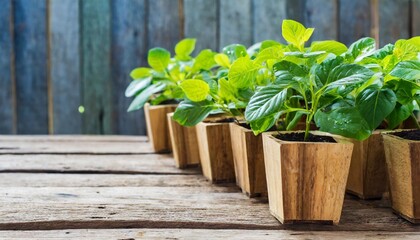 green growing plants in wooden pots