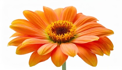 beautiful orange flower isolated on a white background