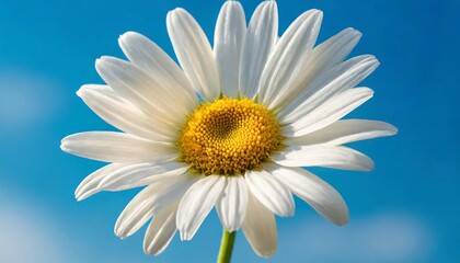 Beautiful daisy with white petals on blurred blue background. Spring flower.