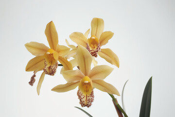 Close-up of yellow orchid isolated on white background 