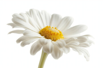 Close-up of a daisy flower isolated on white background